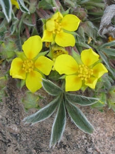 Potentilla spp.